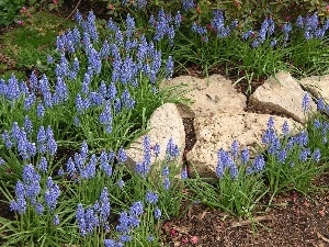 Stones, Muscari