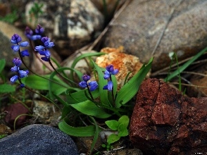 primroses, Stones, Blue