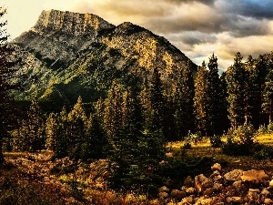 Spruces, Stones, Mountains