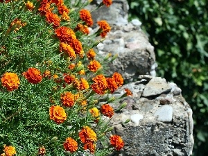 Stones, Tagetes