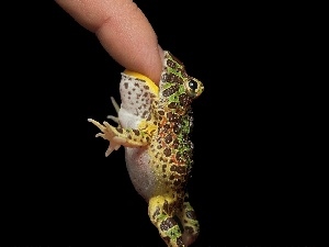 finger, strange frog
