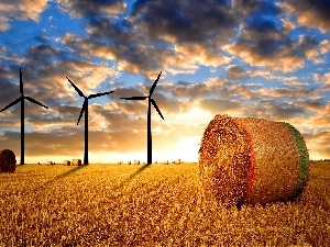 straw, field, west, sun