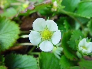 Flower, Strawberries, White