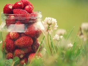 Strawberries, jar, Flowers, clover