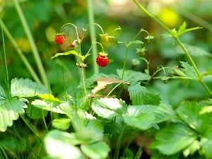 Fruits, Strawberries, seedling