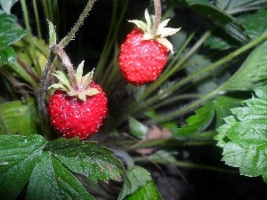 Mature, Strawberries, tasty