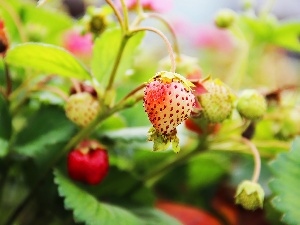strawberries, maturing