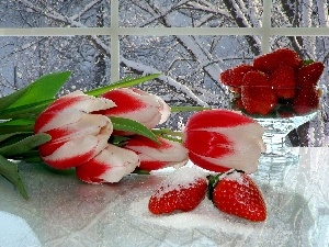 strawberries, Tulips, Window, snow