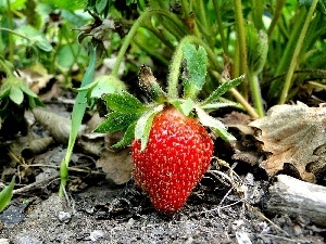 Strawberry