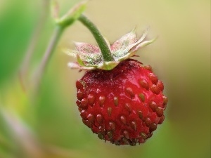 strawberry