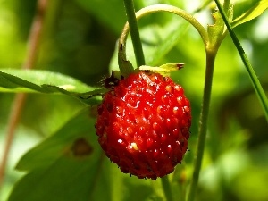 strawberry, Mature