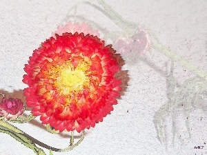 Strawflower, Graphic Effect, Helichrysum