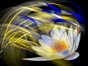 streaks, color, Lily, graphics, water