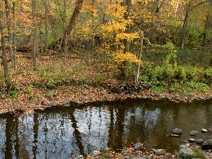 stream, trees, forest, reflection