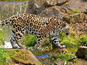 rocks, stream, Panther