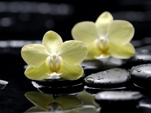 stream, Stones, Yellow, orchids