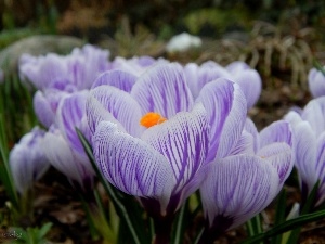 purple, stripes, crocuses