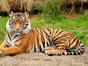 tiger, stripes, majestic