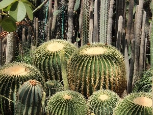 succulents