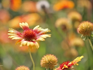 summer, gaillardia aristata, Flower