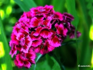 garden, summer, cloves