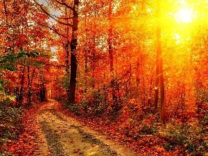 sun, rays, forest, autumn, Way