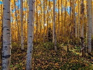 sun, Leaf, rays, forest, autumn, birch