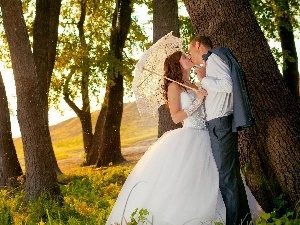 sun, forest, rays, Steam, autumn, newlyweds