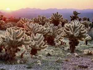sun, rays, Cactus, Mountains