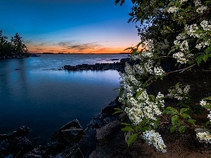 sun, west, sea, Bird Cherry, Gulf