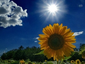 Cloud, sun, Sunflower