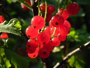 currants, sun, Red