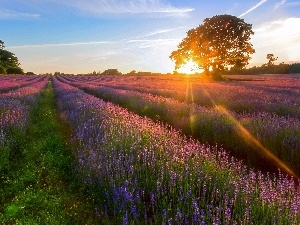 sun, west, Field, lavender