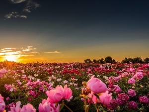 sun, west, Field, peony