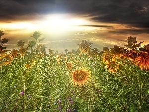 sun, west, Field, sunflowers