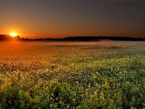 sun, The setting, Floral, Meadow