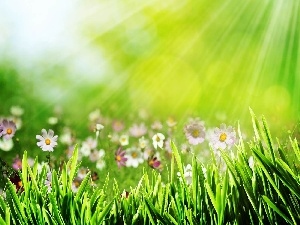 sun, rays, Flowers, grass