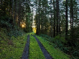 sun, Przebijaj?ce, forest, Path