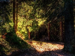 sun, rays, forest, Way