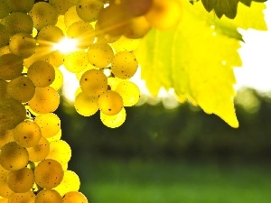 sun, Grapes