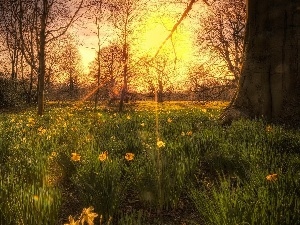 sun, rays, grass, Daffodils