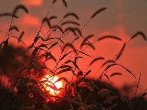 sun, west, grass, clouds