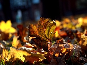 luminosity, sun, ligh, Autumn, flash, Leaf, forest