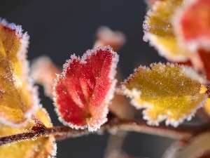 luminosity, sun, ligh, branch, flash, frosty, Leaf