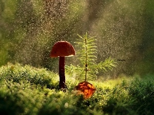 luminosity, sun, ligh, Mushrooms, flash, forest, Rain