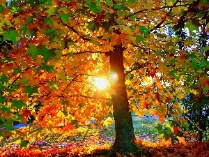 sun, west, maple, Autumn