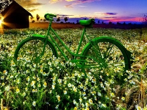 sun, rays, Meadow, Flowers