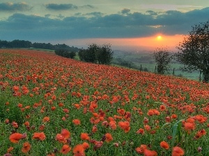 sun, west, Meadow, papavers