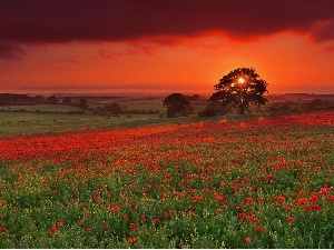 sun, west, Meadow, papavers