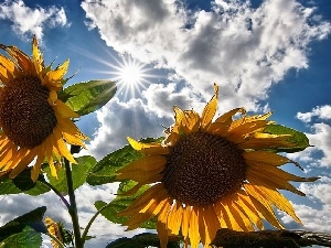 sun, rays, Flowers, Nice sunflowers